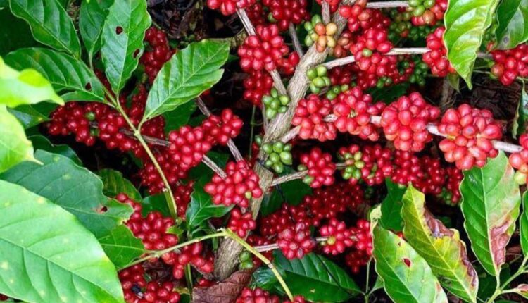 Café dominicano